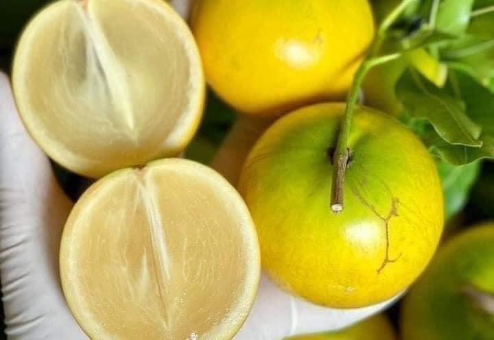Hình ảnh Vú sữa Hoàng Kim